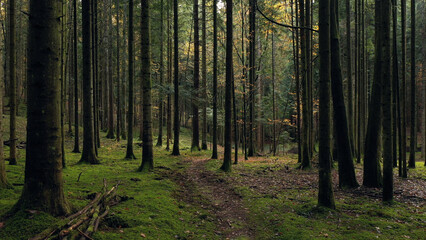 Beautiful mossy woodland with empty path.