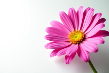 Vibrant pink daisy with yellow center on white background, pink, beauty