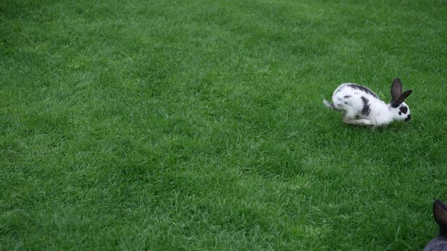 A Cute Rabbit resting on lush Green Grass in a beautiful and Tranquil Natural Setting