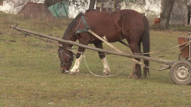 A beautiful horse peacefully grazing in a picturesque field alongside plow equipment