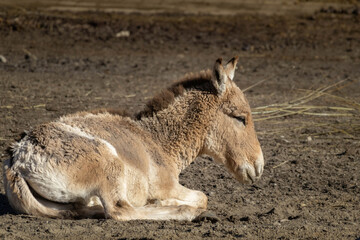 Young Turkmenian kulan or Transcaspian wild ass