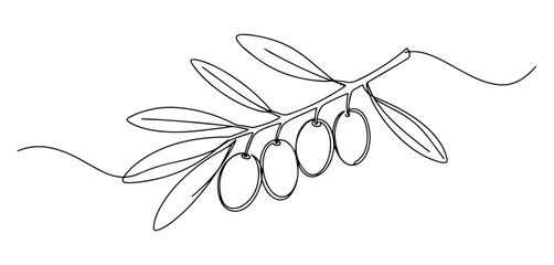olive branch with leaves and fruits drawn in elegant one line illustration © Wieslaw