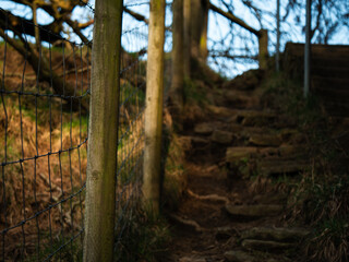 Pathway of cobbled stone 