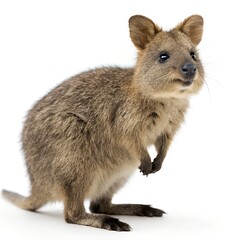 
Quokka animal isolated