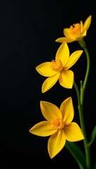 Fototapeta premium Artistic composition of yellow flowers on contrasting black background, blooming, elegant
