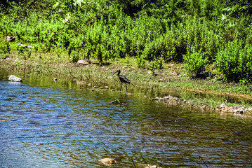 The most beautiful view of the seagull in front of the river