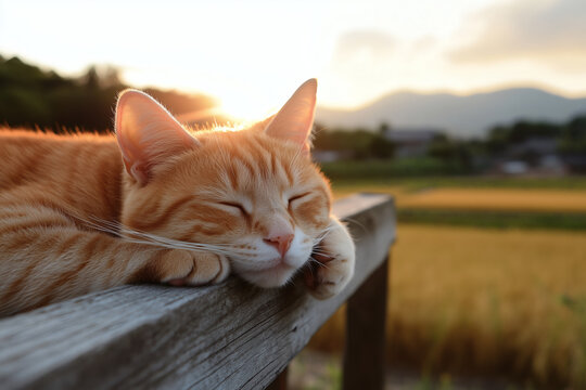 Ginger cat sleeping peacefully outdoors
