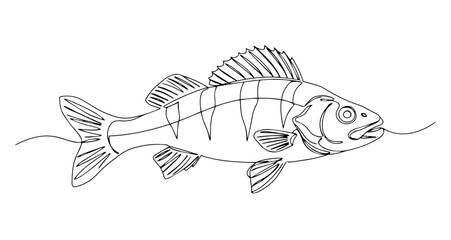 perch fish hand drawing one line vector monoline