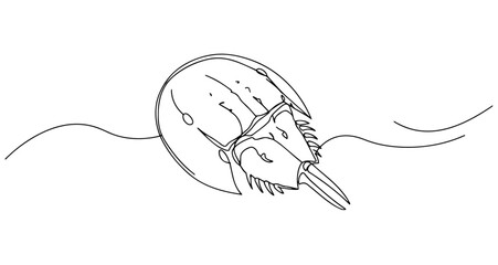 horseshoe crab prehistoric marine arthropod vector monoline one line line art © Wieslaw