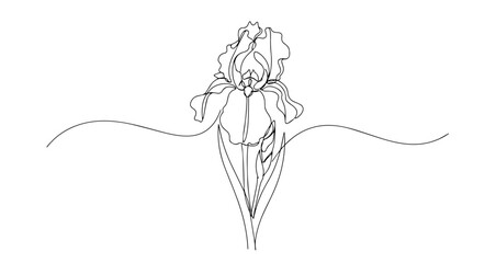 iris flower vector monoline one line line art sketch illustration