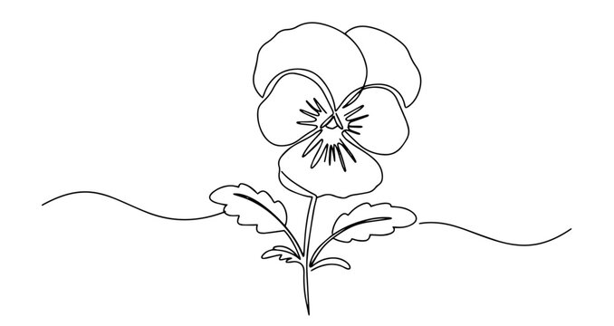 pansy flower vector monoline one line line art sketch illustration