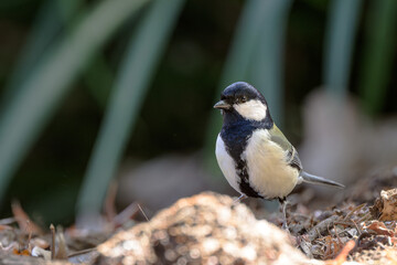 Fototapeta premium japanese tit