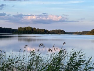 Calm lake reflecting the clouds and sky. Reeds sway gently in the foreground, while a tree-lined shore stretches into the distance, bathed in soft evening light. 