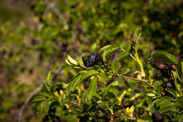 Dried rose hips are nestled among bright green leaves on a bush. The wrinkled, dark fruits contrast with the lush, serrated-edged leaves and bright hue.