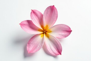 Fototapeta premium The petals of a small flower are isolated on white, small, plant isolated, isolation