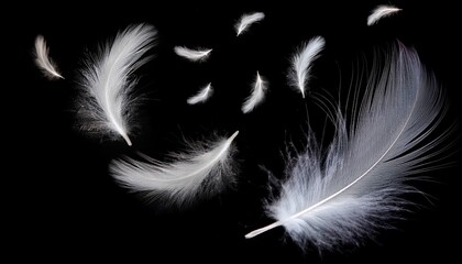 Fototapeta premium white feathers background