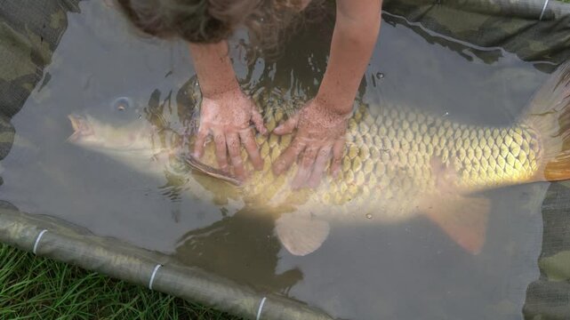 Large carp being held and gently patted in a shallow water-filled unhooking mat by a child.