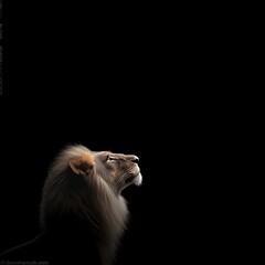 Fototapeta premium Majestic lion's profile, illuminated against a stark black background, showcasing its powerful features and serene gaze.