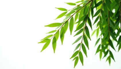 Fototapeta premium Willow branches isolated in a bright white environment, flowing, earthy, rustic