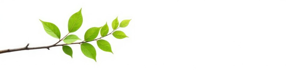 A single branch with leaves against a bright white background, tree, branch, green