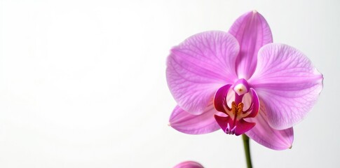 Obraz premium Exquisite orchid with delicate petals isolated on white background, botanicals, flowers, flower power