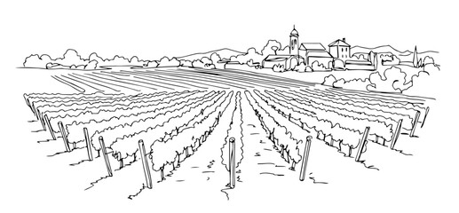 Vineyards of Bordeaux with rows of grapevines and quaint wineries monoline vector oneline line art illustration