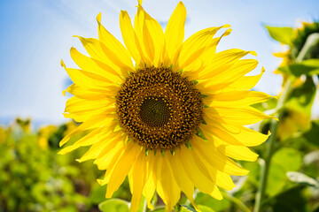 Naklejka premium A bright sunflower standing tall in a field under a clear blue sky