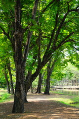 Fototapeta premium Big green trees grow by the water. Behind them are small and big natural trees.