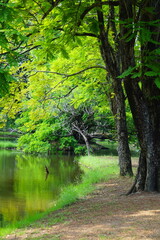 Big green trees grow by the water. Behind them are small and big natural trees.