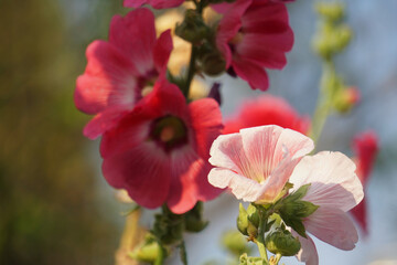 Hollyhocks grow in a variety of garden colors. This flower is often used in weddings to express pure love.