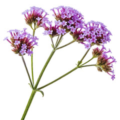 Naklejka premium Stunning Purple Verbena Flower Cluster Closeup, Botanical Photography, Nature