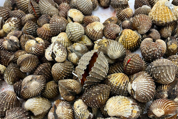 A pile of fresh blood cockles at market