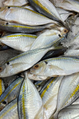 Yellowstripe Scad, Fresh fish for sale on a bed of ice at a seafood market