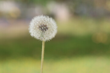 Fototapeta premium a dandelion isolated on a natural green background