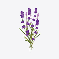 Fototapeta premium Isolated lavender flower bunch on a subtle backdrop, ideal for Mothers Day themes