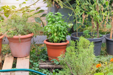 Basil in pot growing in cottage garden. Green herbs in farming. Growing greenery at farmland. Container gardening. Sunny.