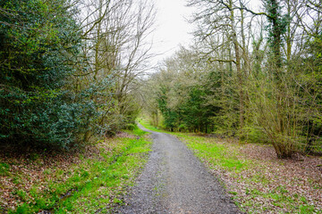 Fototapeta premium Single track road in woodland