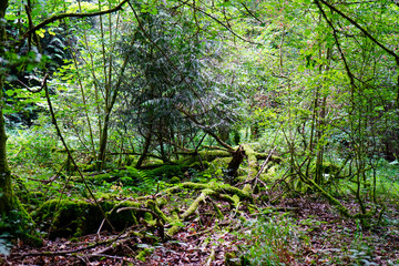 Fototapeta premium Overgrown mossy woodland trees
