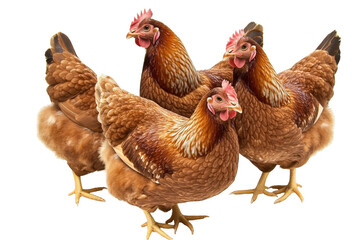 Fototapeta premium Four Brown Chickens Gathered in a Farmyard Setting