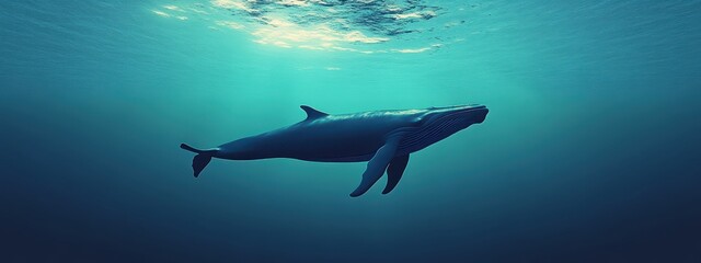 Fototapeta premium Majestic Whale Swimming Gracefully Beneath Clear Ocean Surface
