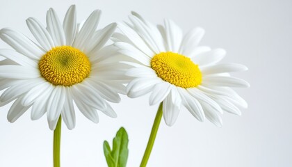Two Elegant White Daisies with Bright Yellow Centers on a Light Background, Ample Copy Space