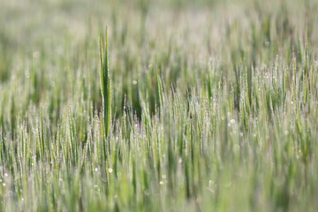 morning dew on green grass
