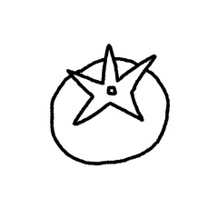 tomato hand draw illustration