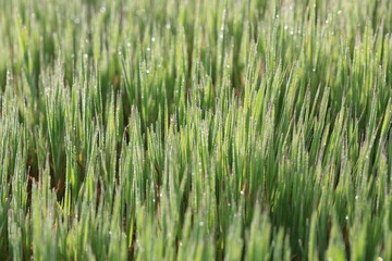 Obraz premium morning dew on green grass