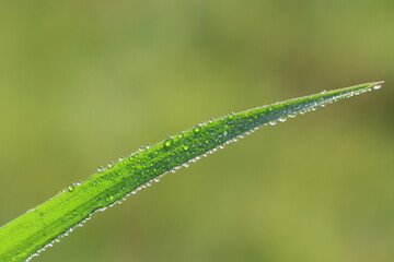 dew drops on the blade of green grass