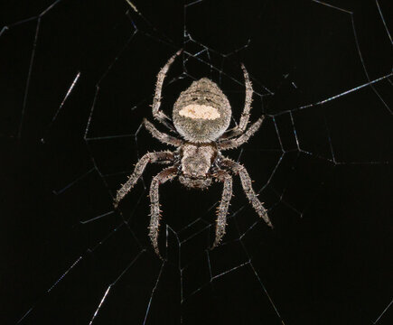Parawixia audax spider