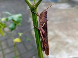 Grasshopper on a Green Stem