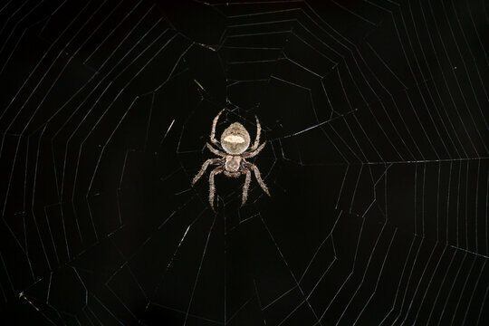 Parawixia audax spider