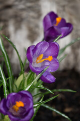 beautiful purple crocus close-up, flower head with pistil with water drops