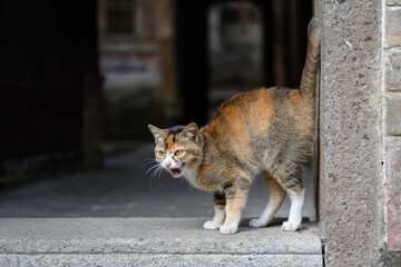 Kitten stand on the threshold and purr.